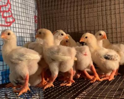 Gà Đông Tảo 1 tuần tuổi