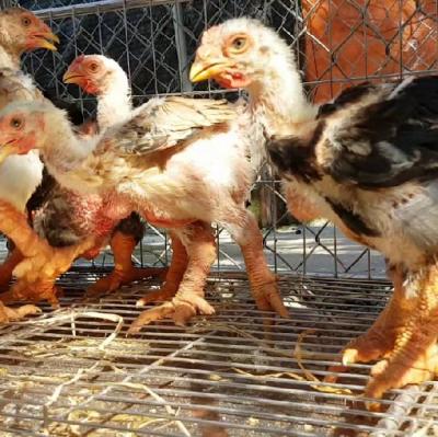 Gà Đông Tảo 2.5 tháng tuổi