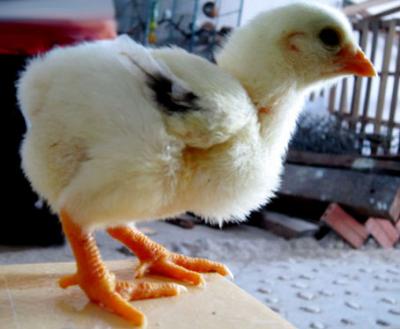 Gà Đông Tảo Bóc trứng