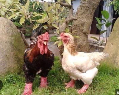 Gà Đông Tảo Giống Bố Mẹ Thuần Chủng