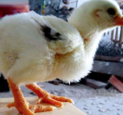 Gà Đông Tảo giống thuần chủng