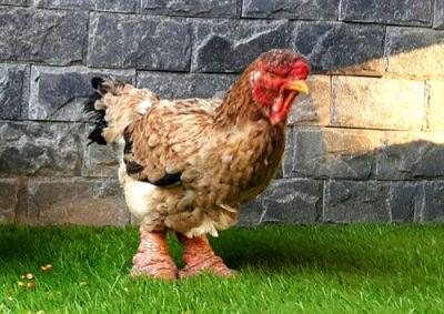 Gà Đông Tảo mái tuyển chọn