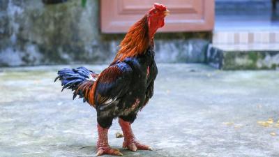 GÀ ĐÔNG TẢO QUÝ HIẾM THẾ NÀO MÀ CÓ GIÁ BÁN 