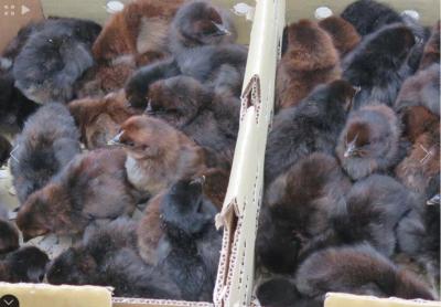 Gà H' Mông bố mẹ thuần chủng