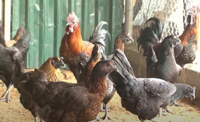 Gà H Mông Mái Thuần Chủng