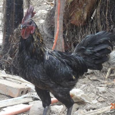 Gà H'Mông Trống Thuần Chủng