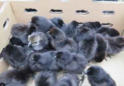 Gà H'mông Con Giống Thuần Chủng