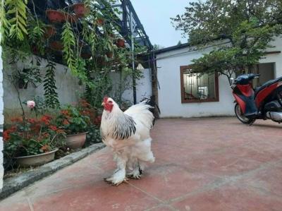 Gà Kỳ Lân – Giống Gà To Khổng Lồ Nhất Thế Giới