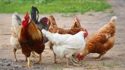 GÀ LƯƠNG PHƯỢNG, ĐẶC ĐIỂM VÀ KỸ THUẬT NUÔI GÀ LƯƠNG PHƯỢNG