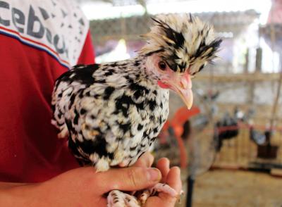 Gà Quý Phi Giống 1 Tháng Tuổi