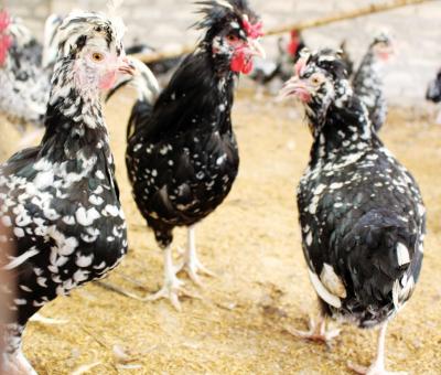 Gà Quý Phi Bố Mẹ