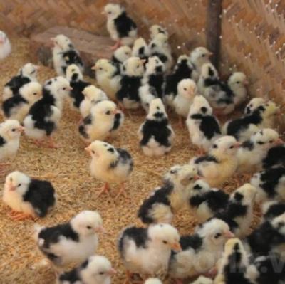 Gà Quý Phi Giống 1 Tuần Tuổi