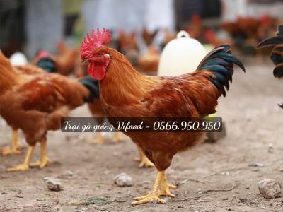 Gà Ri Là Gì? Cần Lưu Ý Gì Khi Nuôi Gà Ri?