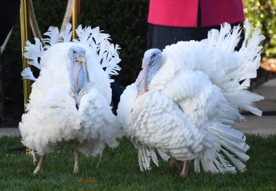 Gà Tây Lông Trắng
