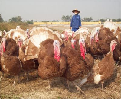 gà tây màu đồng