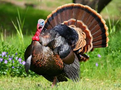 Gà Tây Trống Giống