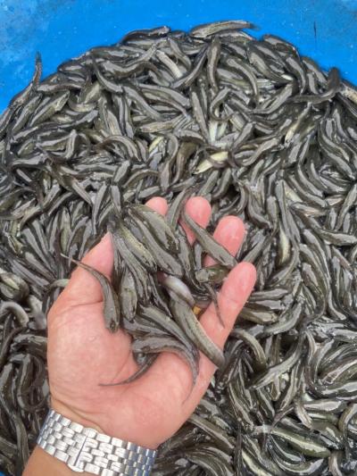 Giá cá lóc giống hôm nay bao nhiêu? Mua, bán ở đâu rẻ uy tín?