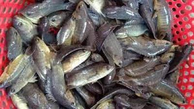 Giá cá rô đầu vuông tăng cao