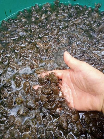 Gía ếch giống hiện nay