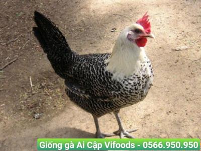 Giá giống gà Ai Cập cập nhật tháng 12 2023