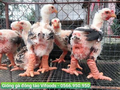 Giá giống gà Đông Tảo - Mua ở đâu uy tín?