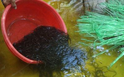 Giá lươn giống 2023 mới nhất hiện nay