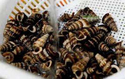Giá ốc len sống bao nhiêu tiền 1kg hiện nay? Ốc len giống, Kỹ thuật nuôi như thế nào?