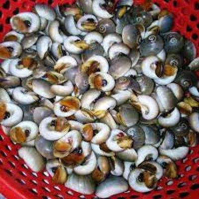 Giá Ốc mỡ bao nhiêu tiền 1Kg hôm nay? Mua ở đâu?