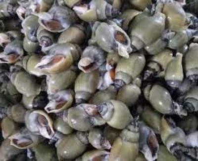 Giới thiệu chung về ốc cà na