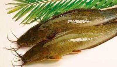 GIỐNG CÁ TRÊ LAI MUA Ở ĐÂU?