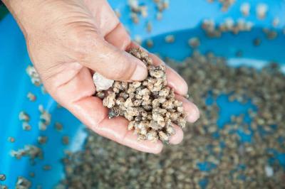 giống ốc hương chất lượng