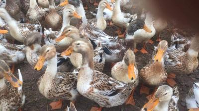 Giống vịt bầu biển kỹ thuật nuôi từ A-Z