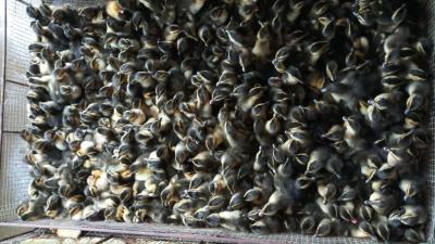 Giống Vịt bầu đen 4 chấm (Bầu đất)