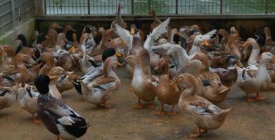 GIỐNG VỊT BIỂN VÀ KỸ THUẬT NUÔI VỊT BIỂN