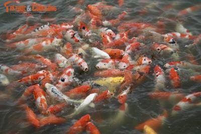 Hiệu quả kinh tế từ mô hình nuôi cá Koi giống