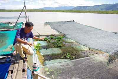 Hiệu quả từ mô hình nuôi ếch ở xã Ya Ly