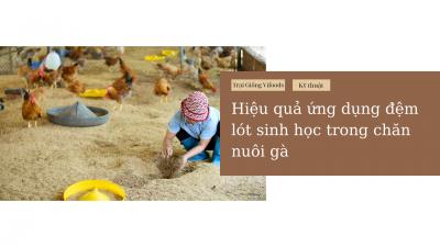 Hiệu quả ứng dụng đệm lót sinh học trong chăn nuôi gà