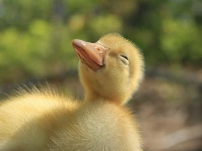 Hướng dẫn cách nuôi vịt con - Chăm sóc vịt con từ 1 đến 4 tuần