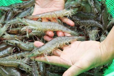 HƯỚNG DẪN CHI TIẾT QUY TRÌNH NUÔI TÔM THẺ CHÂN TRẮNG
