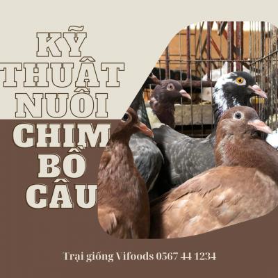 Hướng dẫn kỹ thuật nuôi bồ câu hiệu quả