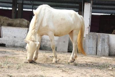 KINH NGHIỆM CHĂM SÓC VÀ PHÒNG BỆNH CHO NGỰA HIỆU QUẢ