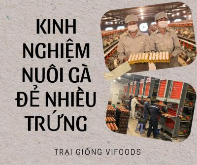 Kinh nghiệm nuôi gà đẻ nhiều trứng