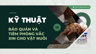 Kỹ thuật bảo quản và tiêm phòng vắc xin cho vật nuôi