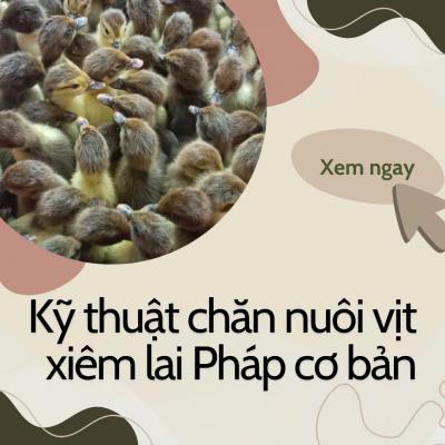 Kỹ thuật chăn nuôi vịt xiêm lai Pháp cơ bản