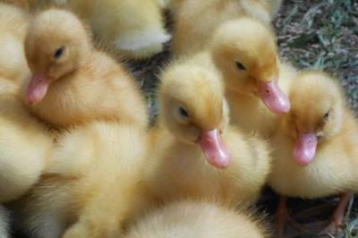 Kỹ thuật chăn nuôi vịt