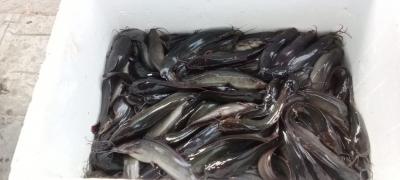KỸ THUẬT NUÔI CÁ TRÊ LAI