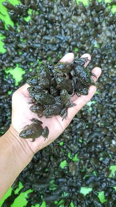 Kỹ thuật nuôi ếch sinh sản. Kỹ thuật sản xuất ếch giống năng suất cao