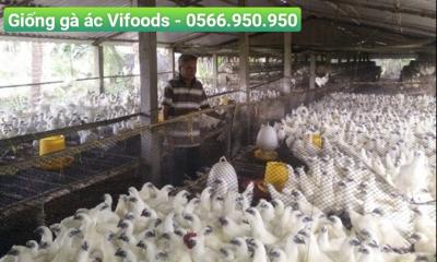 Kỹ thuật nuôi gà ác hiệu quả
