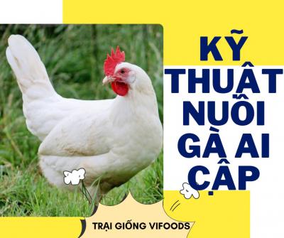 Kỹ thuật nuôi gà Ai Cập siêu trứng
