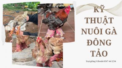 Kỹ thuật nuôi gà Đông tảo